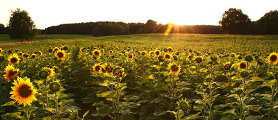 Sonnenblumen Feld