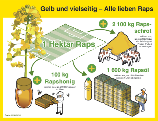 Raps, Vielfältig