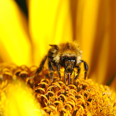 Sonneblume Biene